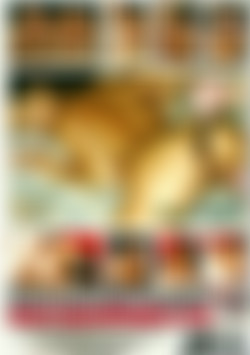 Dream Girls Gone Dirty back cover