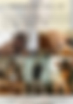 Interracial Sex Party Vol. 2 back cover