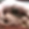 [MachoFucker.com] Pig Boy Breeds Ricky [2016 ., Anal/Oral Sex, Bareback, Cumshot, Muscles, Tattoos, Piercing, 720p] thumb