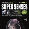 Animal Senses S01E04 1080p WEB h264-BAWD thumb