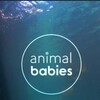 Animal Babies S01E01 1080p HDTV H264-CBFM thumb