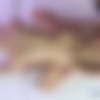 [MassageRooms.com / SexyHub.com] Alexis Crystal aka Anouk (Alexis on Don / mr1438 / 11.09.15) [2015 ., Blowjob, Creampie, Massage, Oil, Hardcore, 1080p] thumb