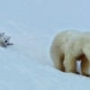 Snow Bears 2017 1080p WEB h264-Ginnungagap thumb
