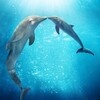 Dolphin Tale 2 [2014] / H264 / MKV / Blu-ray / 1080p / AC3 / Subs thumb