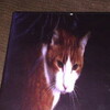 The Evil Cat [2008] / H264 / MKV / DVD / SD / AC3 / HANDJOB thumb