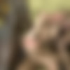 [Hustler.com] Grannies (Anal Granny Orgy) [2015 ., Anal, Grandma, Granny, Group, Interracial 720p] thumb