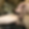 [EricVideos.com] Dylan Cox and Darko fuck the bartender [2011 ., Anal Sex, Bareback, Blowjob, Cumshots, DAP, Facial, Threesome, Tattoos., 720p] thumb