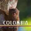 Expeditionen ins Tierreich Wildes Kolumbien Zwischen Amazonas und Orinoco 2022 GERMAN DOKU 720p WEB x264-TMSF thumb