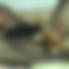 [Mature.nl] Laura S. (38) [720p/26.01.2015 ., MILF, Brunette, Natural Tits, Big Tits, Big Ass, Stockings, Shaved Pussy, Titty Play, Masturbation, Solo, Dildo ] thumb