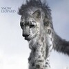 Snow Leopard [2024] / H265 / MKV / Blu-ray / 1080p / DTS / Subs / WiKi thumb