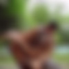 [CockyBoys.com] Introducing Tegan Zayne with Boomer Banks! [2016 ., Anal Sex, Big Dick, Blowjob, Cumshots, Kissing, Latinos, Masturbation, Muscles, Outdoors, Piercing, Rimming, Tattoos, Uncut., 720p] thumb