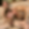 [BarebackAttack.com/BigDaddy.com] BBA 10709 Even Guys with Muscles Like: Caleb Moreton & John Mayer (aka Tomas Kukal) [2012 ., Anal Sex, Bareback, Big Dick, Blowjob, BodyBuilders, Cumshots, Facial, Masturbation, Uncut., 720p] thumb