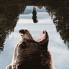 Grizzly Night [2026] / 1080p / WEB / H264 / EAC3 / Subs / MKV / BYNDR thumb