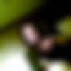 [2011 ., Amateur, Blowjob, CamRip] thumb