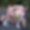 [OutInPublic.com/BigDaddy.com] Raw sex in a public park (Alex & Jack Ryder) [2012 ., Solo/Duet, Masturbation, Oral Sex, Anal Sex, Bareback, Cumshots, Facial, Tattoo, Piercing, Outdoor, 720p, SiteRip] thumb