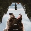 Grizzly Night 2026 1080p WEBRip 10Bit DDP 5 1 x265-NeoNoir thumb