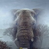 Ghost Elephants [2026] / 1080p / WEB / H264 / EAC3 / Subs / MKV / playWEB thumb
