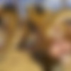 [ART, Comix] TotesFleisch8 | tf8 |   / Art Collection /   (https://www.patreon.com/tf8) [2007-2025, Furry, Yiff, Yaoi/Gay, Futa/Futanari, Group, Vaginal, Blowjob, Anal, Oral, Solo, Creampie, Big Ass, Big Tits, BBW, Yuri/Lesbian] [JPG PNG GIF SWF] [eng, rus] thumbnail