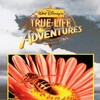A True-Life Adventure Secrets of Life 1956 DOC SUBFRENCH 1080p WEB H264-UKDTV thumb