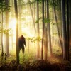 A Flash of Beauty Bigfoot Revealed 2022 1080p BluRay DDP 2 0 H 265 -iVy thumb