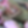 .  . [2015 ., Amateur, CamRip] thumb