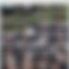[BangBus.com / BangBros.com] Lulu Chu (Chinese Cutie Fucked on The Bus / 03.07.19) [2019 ., blowjob, brunette, hardcore, cumshot, amateur, asian, shaved, petite, cowgirl, doggystyle, missionary, riding, vaginal, small booty, small butt, 720p] thumbnail
