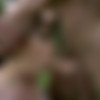 [AssholeFever.com / 21Sextury.com] Miranda Miller - My Anal Maid [2018-08-25, Anal, Brunette, Deep Throat, Lingerie, Natural Tits, Outdoors, Straight, Cum On Ass, 720p] thumb