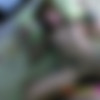 [ThaiGirlsWild.com] Chompoo (TGW-105) [2010 ., Teen, Asian, Amateur, Hardcore, SiteRip, 720p] thumb