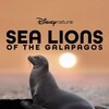 Sea Lions of the Galapagos [2025] / H265 / MKV / WEB / 2160p / AC3 / Subs thumb