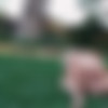 [IKnowThatGirl.com / Mofos.com] Alix Lynx ( Fucking his Blonde Babe GF Outside / 06.04.15) [2015 ., Big Dick Worship, Couples Fantasies, Outdoors, Sex, 720p] thumb