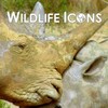 Wildlife Icons S01E05 Africas Big Five WEB h264-CAFFEiNE thumb