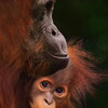 Orangutan [2026] / 720p / WEB / H264 / EAC3 thumb