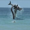 Sharktopus 2010 1080p BluRay x264-OFT thumb