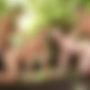 [SuperGayHero.com / Men.com] Tarzan: A Gay XXX Parody Part 3 (Colton Grey, Diego Sans, Luke Adams, Tobias) [2016 ., Muscle, Anal/Oral Sex, Big Dick, BlowJob, Hairy, Rimming, Tattoos, Group, Outdoor, Cumshots, Masturbation, 720p] thumb