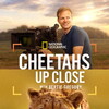 Cheetahs Up Close with Bertie Gregory [2026] / H265 / MKV / WEB / 2160p / AC3 / Subs thumb