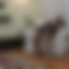 [Mature.nl/Mature.eu] Andrea S. (37) [540p/27.12.2013 ., Milf,Brunette,Big Tits,Big Ass,Hairy,Stockings,Solo,Masturbation,Dildo] thumb