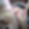 [PrivateSociety.com] Roxanne (She wants her pussy creamed / 29.01.2022) [Amateur, Brunette, Blowjob, Creampie, Doggystyle, Riding, Tattoo, Small tits, Teen, Pussy licking, Hardcore, 720p, HDRip] thumb