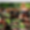 [CockyBoys.com] Connor Maguire fucks Levi Karter [2014 ., Anal Sex, Blowjob, Cumshots, Fingering, Interview, Kissing, Latinos, Masturbation, Muscles, Outdoors, Rimming, Red Haired, Tattoos, Twink, Uncut., 720p] thumb