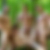 [DrillMyHole.com / Men.com] Battle Buddies Part 4 (Alex Fortin, Bellamy Bradley, Morgan Blake, William Seed) [2017 ., Outdoor, Muscle, Blowjob, Oral, Anal, Cumshot, Tattoo, Beard, Military, Boots, Foursome, Group, 1080p] thumb
