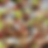 [TSplayground.com / EvilAngel.com] Fanta (12.06.2013) [Shemale, Solo] thumbnail