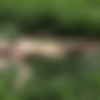 [amourangels.com] -  - 2010-08 - (18  + 3  + covers) thumbnail