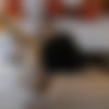 [TadpoleXStudio] Anastasia Rose - Balloon Popping Gangbang With Anal Creampie (PARTS 1 AND 2) - 2025-03-18 - 1080p thumb
