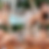 [Lubed.com] Adria Rae - Bikini Babe Gets Lubed [2017-06-27, Brunette, Blowjob, Cumshot, Doggystyle, Shaved, Swallow, Lube, 2160p, SiteRip] thumb