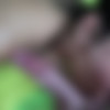 [LadyboysFuckedBareback.com] Natty / Natty Soccer Cheerleader Pushed In Creampie (13 Aug 2017) [2017 ., Shemale, Hardcore, Anal, Bareback, POV, 720p, SiteRip] thumb