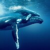 Ocean with David Attenborough [2025] / H264 / MKV / WEB / 720p / AC3 / Subs / Kitsune thumb