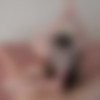 [ManyVids.com / PirateCams.com] FirtsBornUnicorn - POV Intense Cowgirl & Reverse Riding [2019 ., teens, bigtits, blowjob, titsfuck, UHD 4K] thumbnail