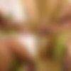 [Silviasaint.com] Silvia Saint (Fishnets) /  [21.05.10, Solo,posing,masturbation,fishnet] thumb